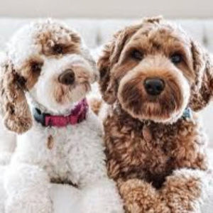 Meet your Posher, Daniela